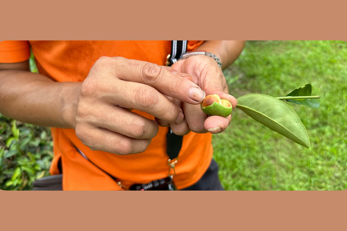 Communitea Sower