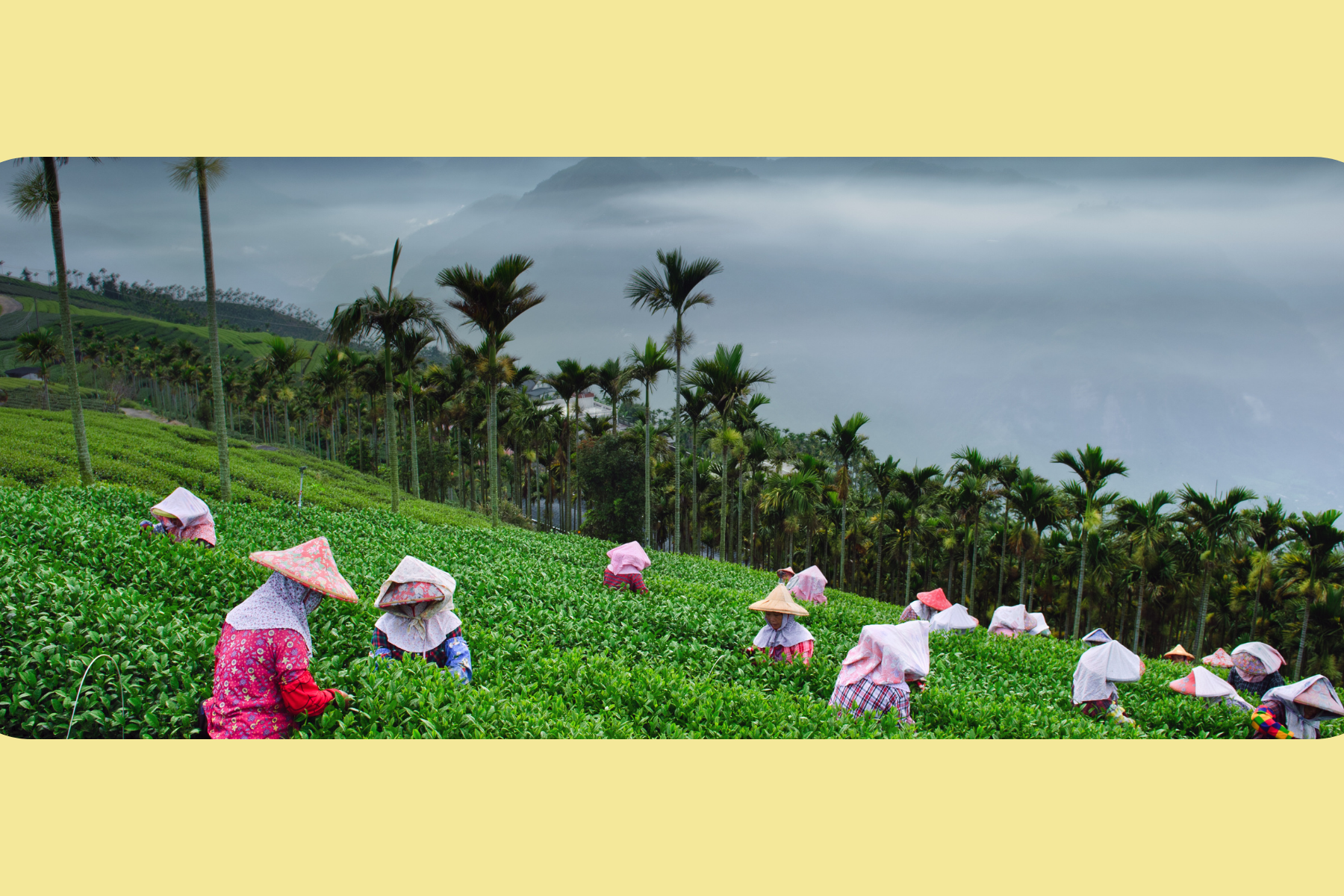 Communitea Harvester