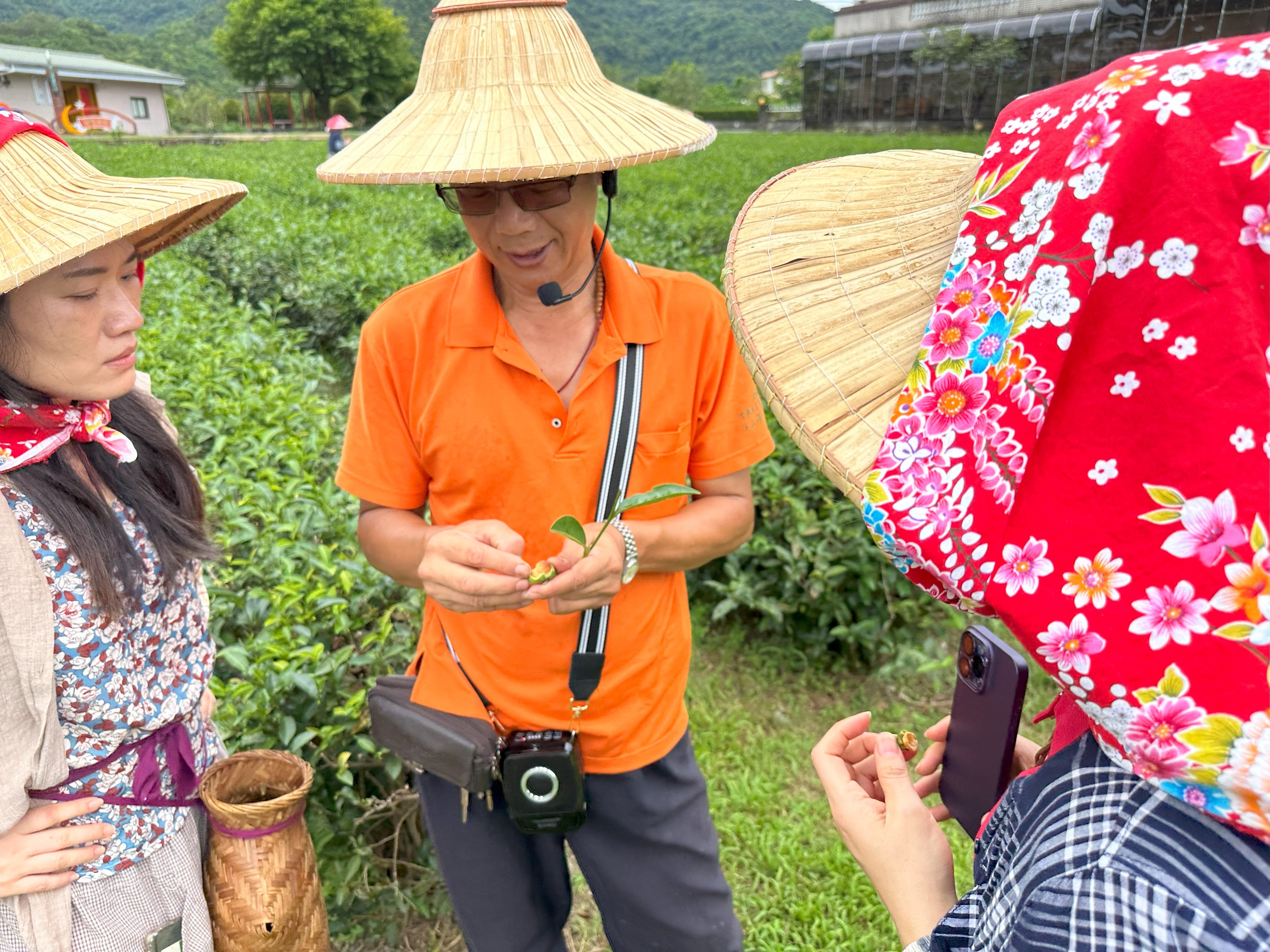 Taiwan Teas