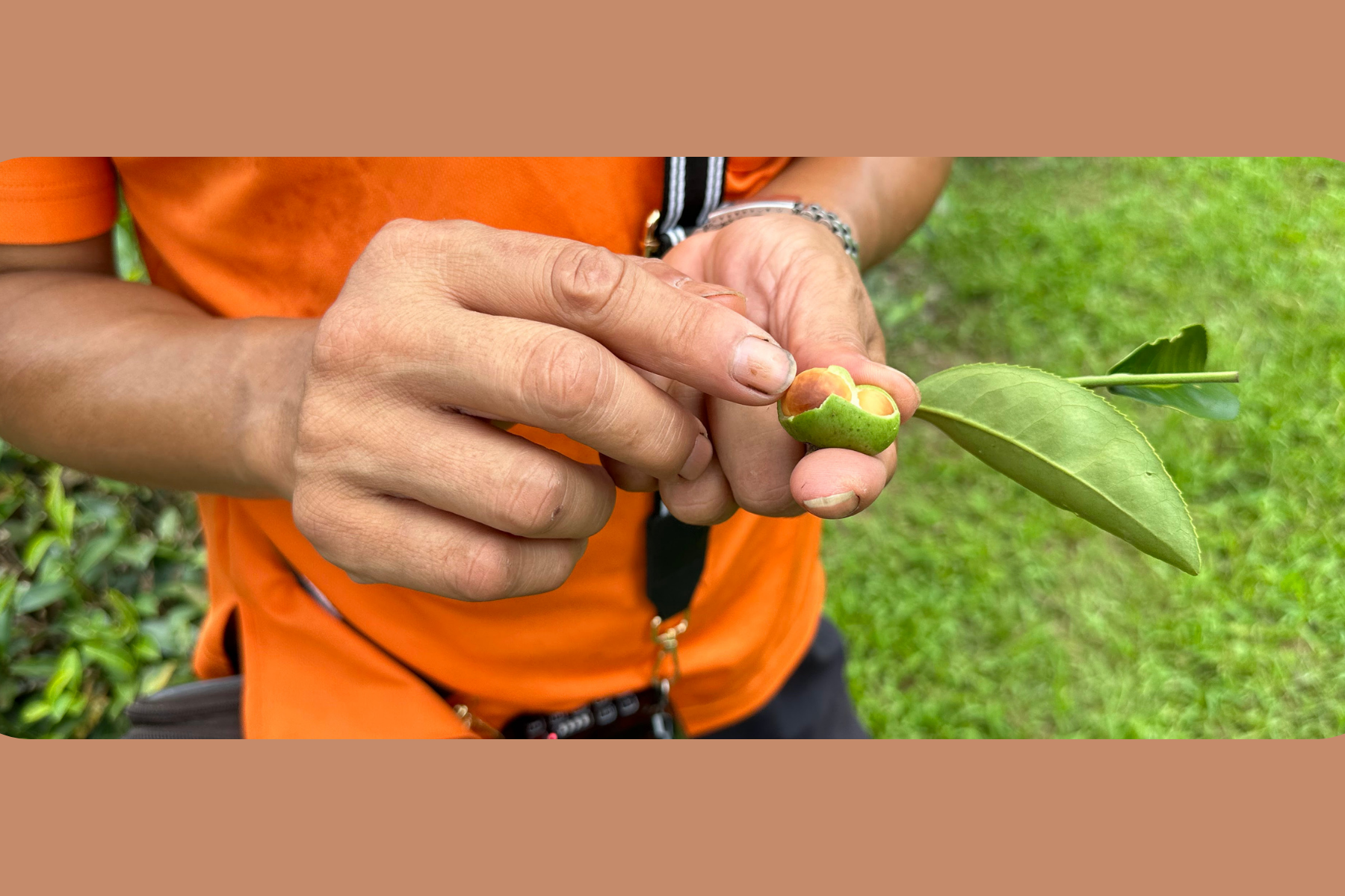 Communitea Sower