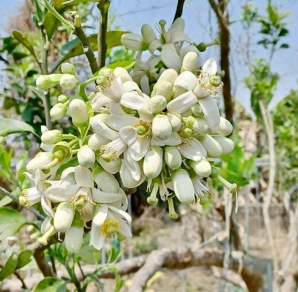 Pomelo Flower Oolong 柚子花烏龍茶