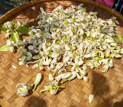 Pomelo Flower Oolong 柚子花烏龍茶